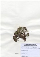 藏品(扁乳節藻)的圖片